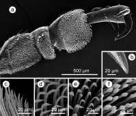 From the Beilstein Journal