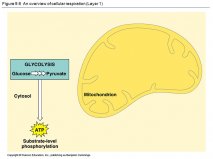 Figure 9.6 An overview of