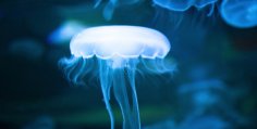 Robotic Jellyfish