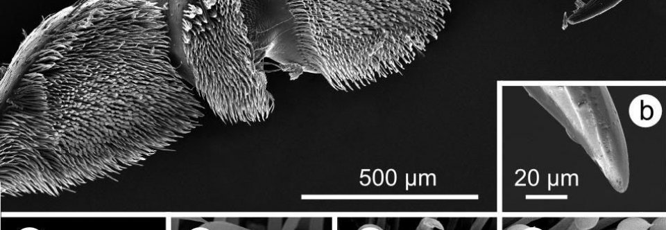 Beilstein Journal of Nanotechnology