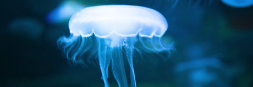 Robotic Jellyfish