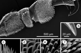 Beilstein Journal of Nanotechnology
